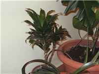 ad509be4-11.08.2009 003.jpg